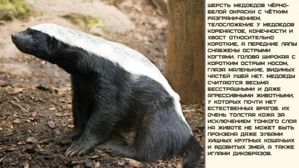 Медоед
