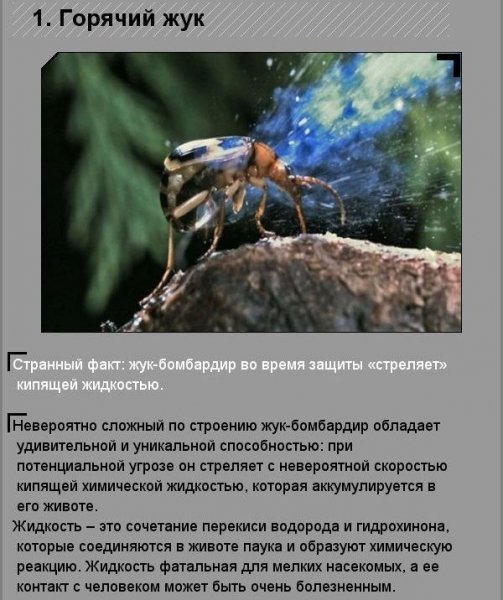 Горячий жук