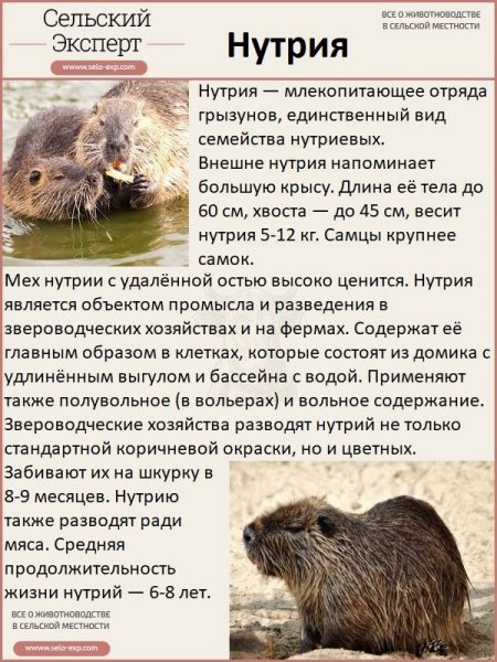 Нутрия