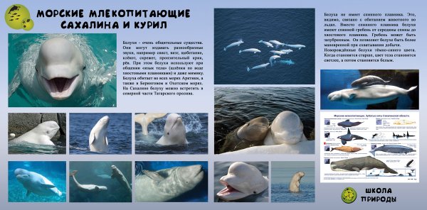 Морские млекопитающие Сахалина и Курил