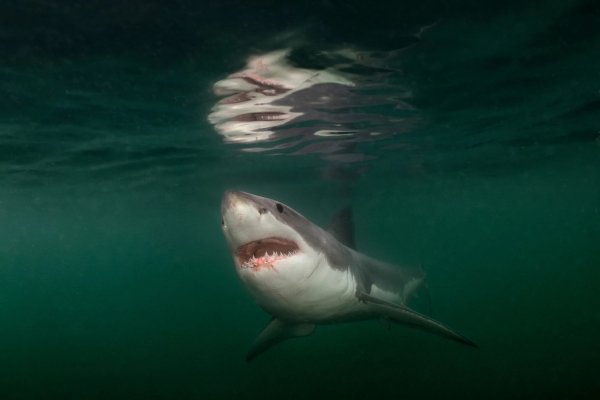 NGS 117405S 25 250708 005307lg 1765455965 scaled