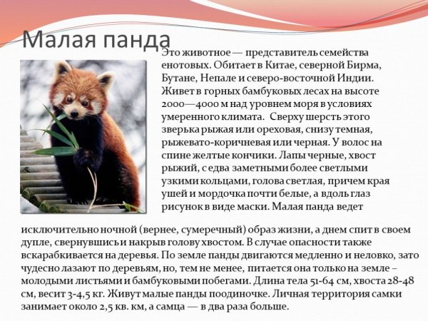 Малая панда