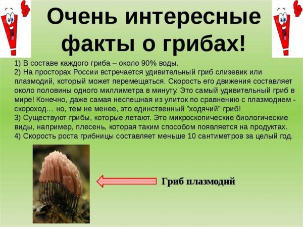 Очень интересные факты о грибах