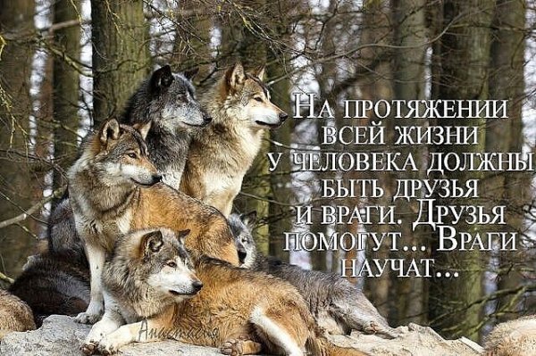 Враги научат...