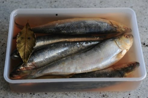 засолка селедки в домашних условиях