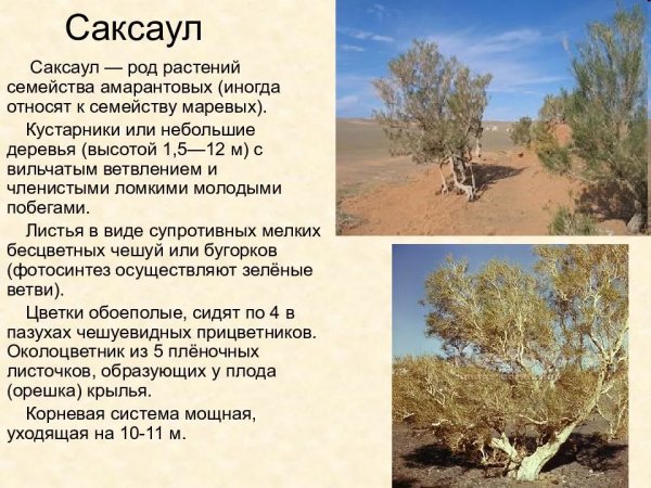 Саксаул