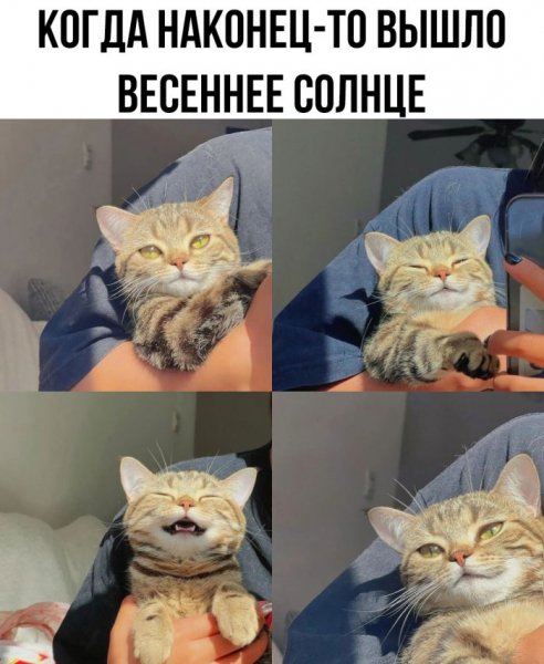 b46 memy-dnja-novye-smeshnye-kartinki-s-nadpisjami-10
