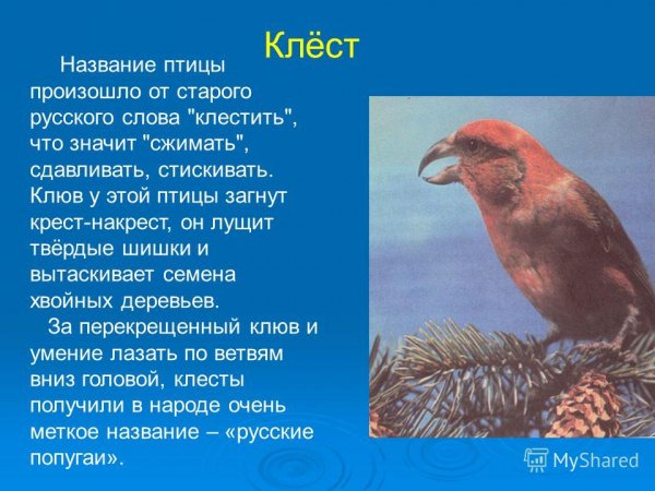 Клёст
