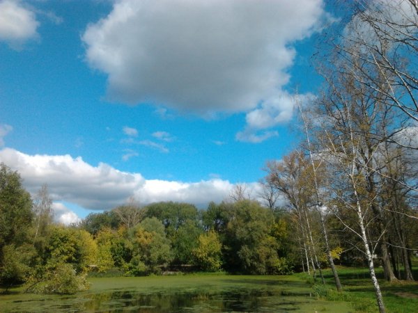 На пруду в парке