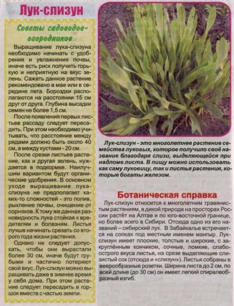 Лук - слизун