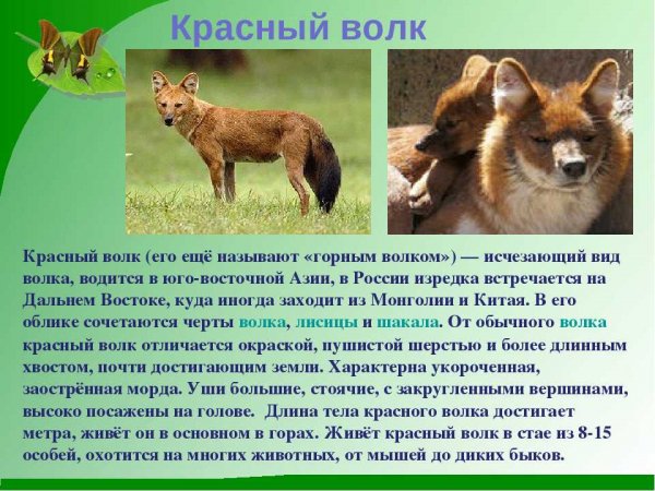 Красный волк