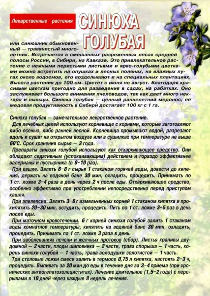 Синюха голубая