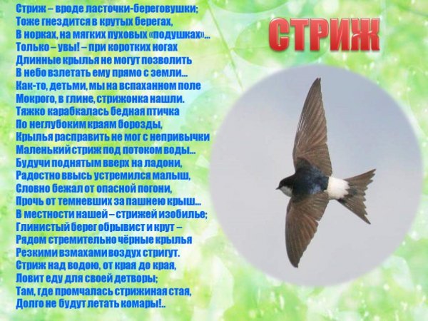 Стриж