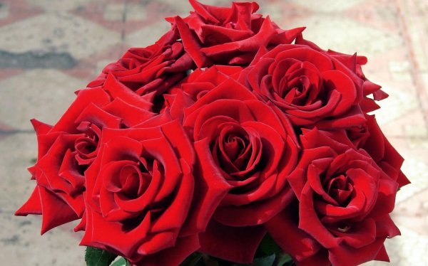 Blossom-plant-flower