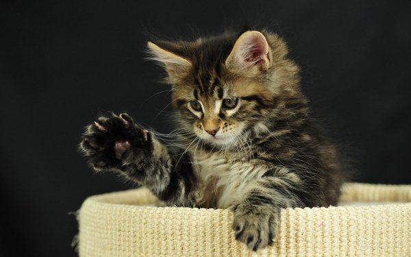 Котёнок в коробке