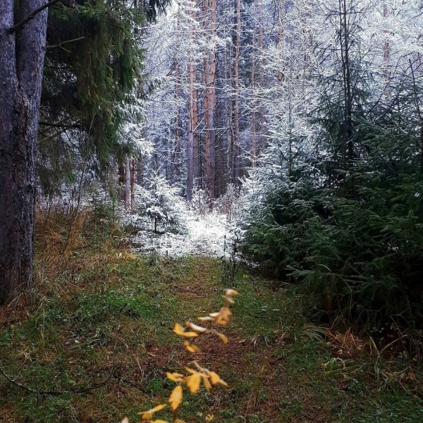 чудо природы