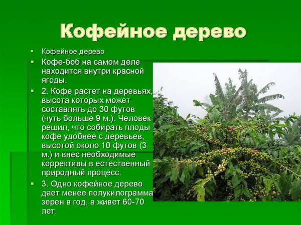 Кофейное дерево